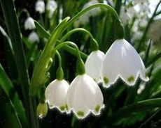 Акция к 8 Марта от завода `НИКС-М`!