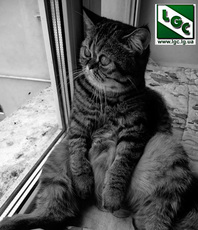 Профиль ПВХ