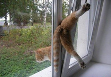 Ремонт металлопластиковых окон