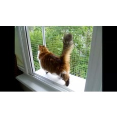 Потрібно зробити винос, вольєр за вікно для вигулу кішки