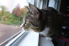 Москитные сетки Антикошка